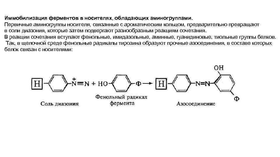 Иммобилизация ферментов в носителях, обладающих аминогруппами. Первичные аминогруппы носителя, связанные с ароматическим кольцом, предварительно