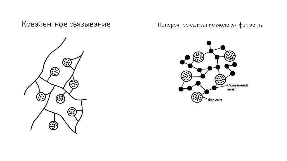 Ковалентное связывание Поперечное сшивание молекул фермента 