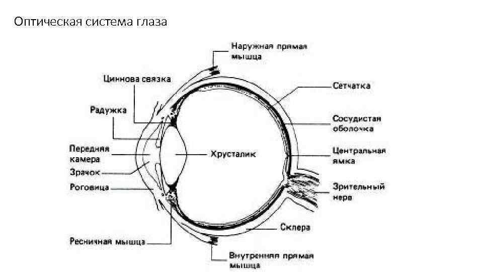 Оптическая система глаза 