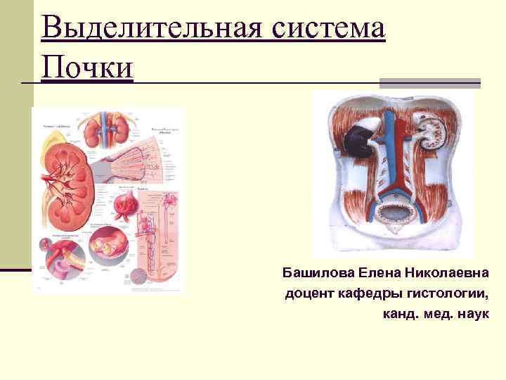 Гистология почек презентация