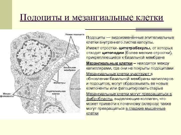 Подоциты