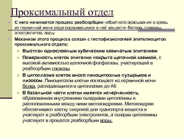 Проксимальный отдел n С него начинается процесс реабсорбции- обратного всасывания в кровь из первичной