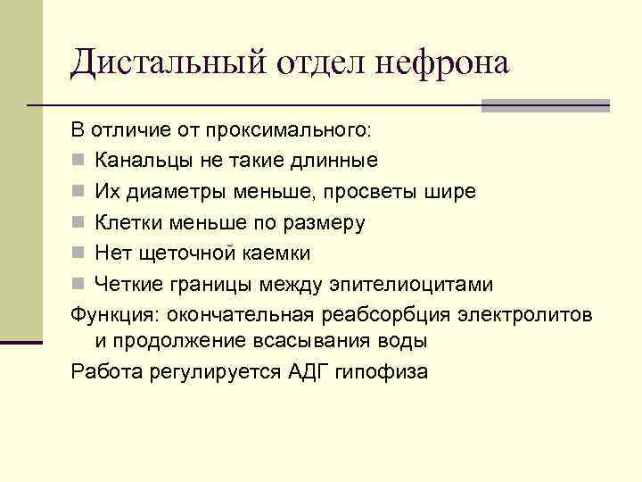 Дистальный отдел нефрона В отличие от проксимального: n Канальцы не такие длинные n Их