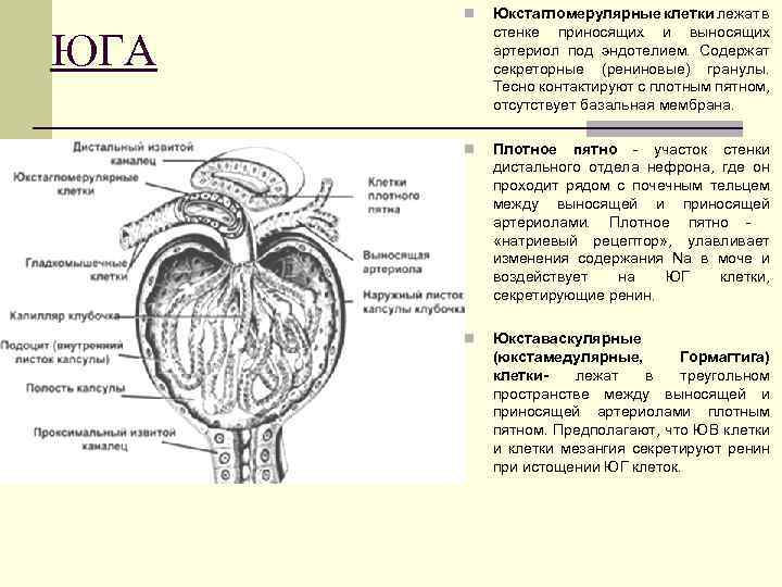 n Юкстагломерулярные клетки лежат в стенке приносящих и выносящих артериол под эндотелием. Содержат секреторные