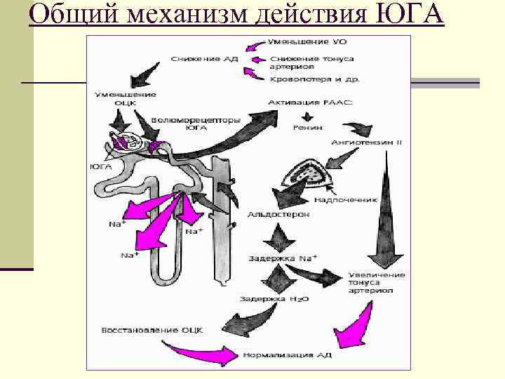 Общий механизм действия ЮГА 