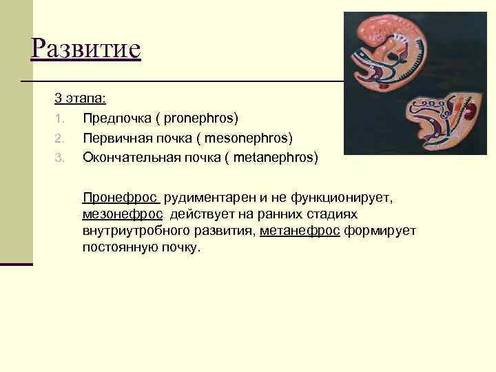 Развитие 3 этапа: 1. Предпочка ( pronephros) 2. Первичная почка ( mesonephros) 3. Окончательная