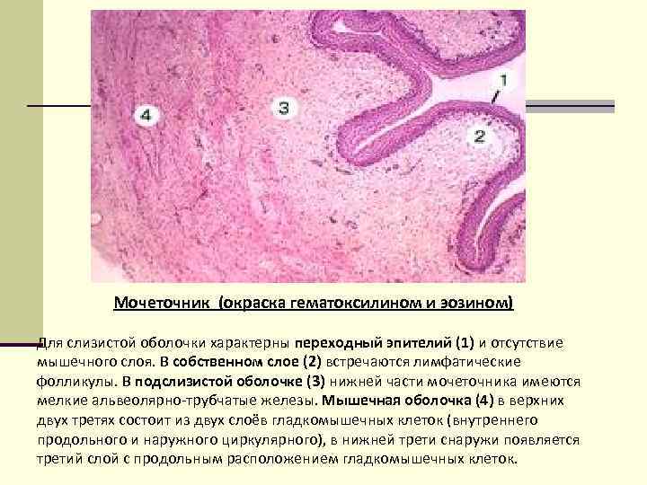Мочеточник (окраска гематоксилином и эозином) Для слизистой оболочки характерны переходный эпителий (1) и отсутствие