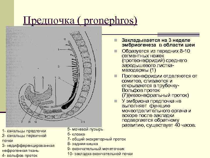 Предпочка ( pronephros) n Закладывается на 3 неделе эмбриогенеза в области шеи n Образуется