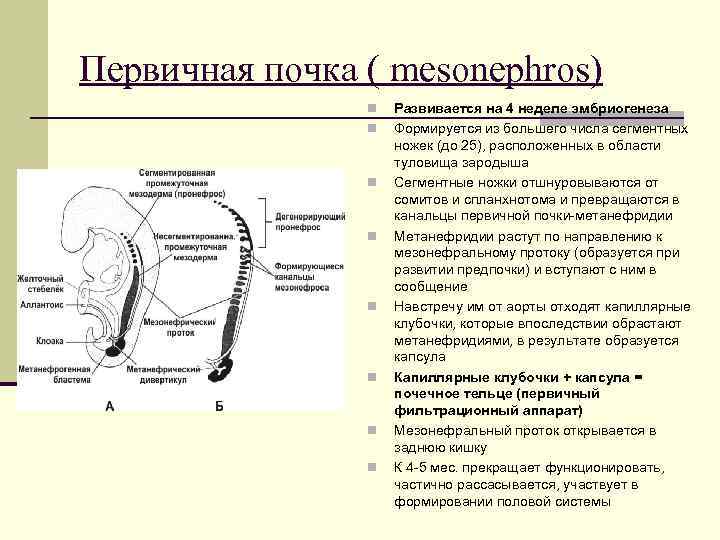 Первичная почка ( mesonephros) n n n n Развивается на 4 неделе эмбриогенеза Формируется