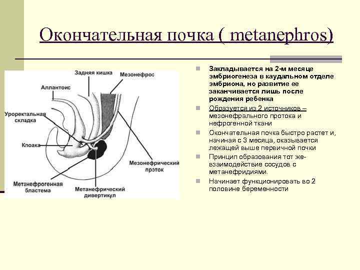 Окончательная почка ( metanephros) n n n Закладывается на 2 -м месяце эмбриогенеза в