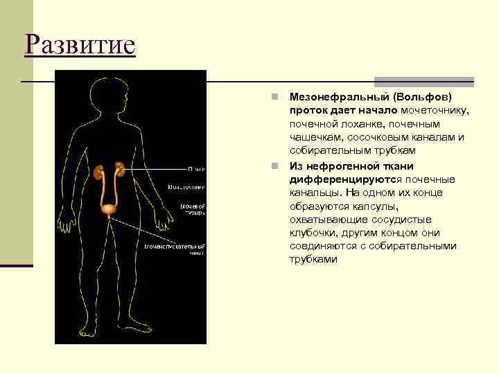 Развитие Мезонефральный (Вольфов) проток дает начало мочеточнику, почечной лоханке, почечным чашечкам, сосочковым каналам и