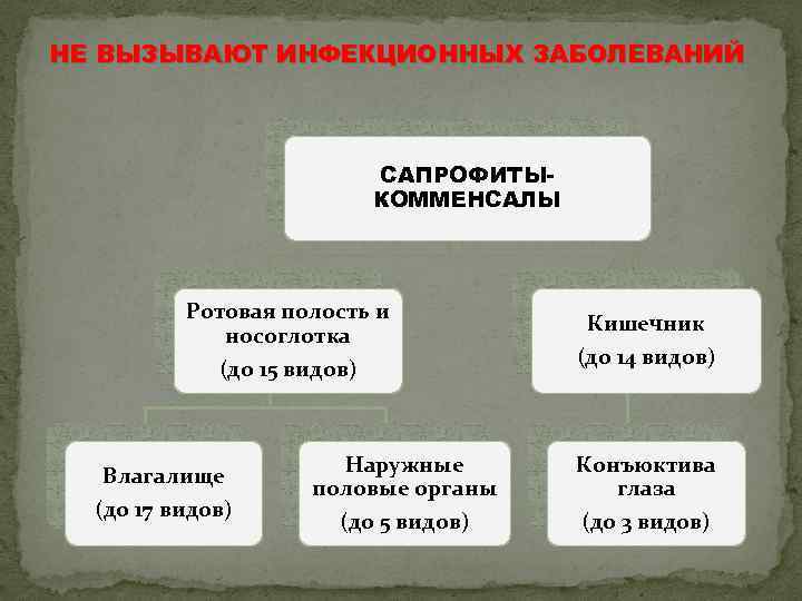 НЕ ВЫЗЫВАЮТ ИНФЕКЦИОННЫХ ЗАБОЛЕВАНИЙ САПРОФИТЫКОММЕНСАЛЫ Ротовая полость и носоглотка (до 15 видов) Влагалище (до