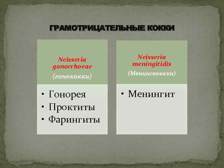 ГРАМОТРИЦАТЕЛЬНЫЕ КОККИ Neisseria gonorrhoeae (гонококки) • Гонорея • Проктиты • Фарингиты Neisseria meningitidis (Менингококки)