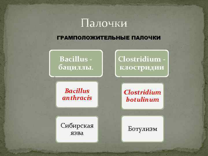 Палочки ГРАМПОЛОЖИТЕЛЬНЫЕ ПАЛОЧКИ Bacillus бациллы. Clostridium клостридии Bacillus anthracis Clostridium botulinum Сибирская язва Ботулизм