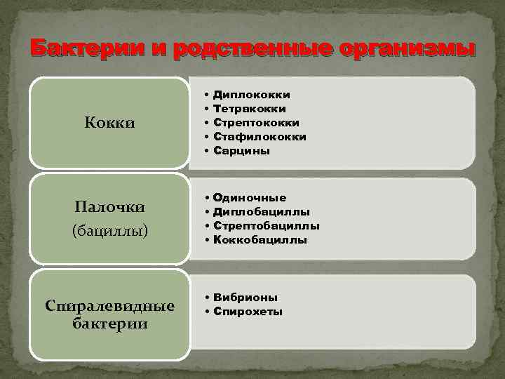 Бактерии и родственные организмы Кокки Палочки (бациллы) Спиралевидные бактерии • • • Диплококки Тетракокки