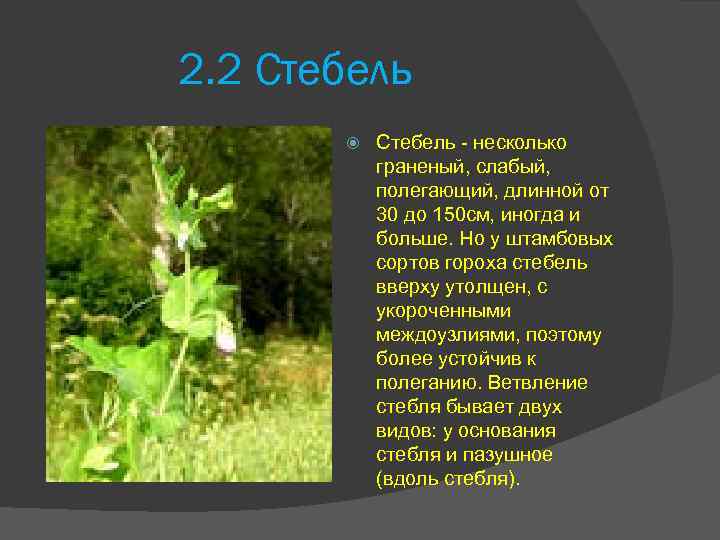 2. 2 Стебель - несколько граненый, слабый, полегающий, длинной от 30 до 150 см,