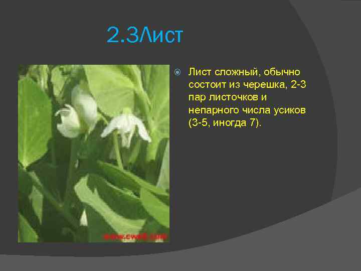 2. 3 Лист сложный, обычно состоит из черешка, 2 -3 пар листочков и непарного