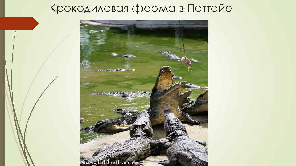 Крокодиловая ферма в Паттайе 