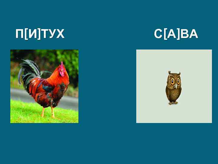 П[И]ТУХ С[А]ВА 