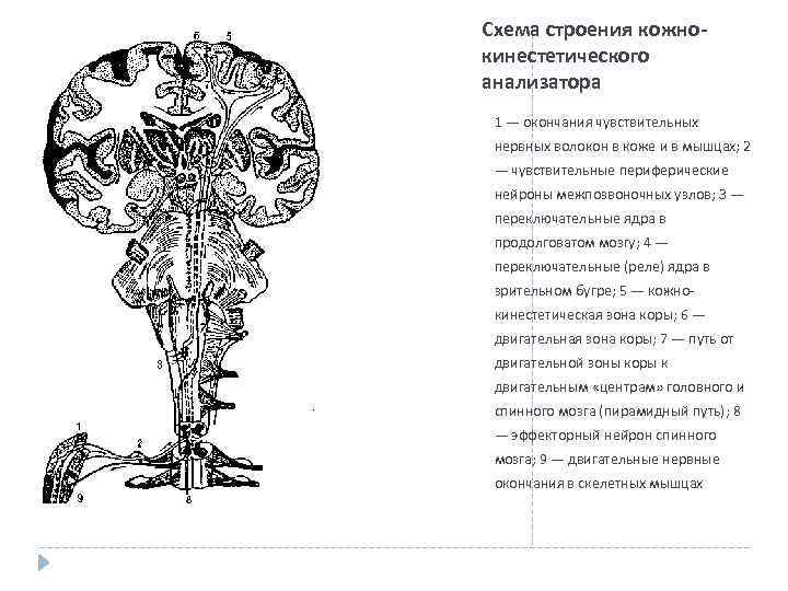 Задачи нейрофизиологии