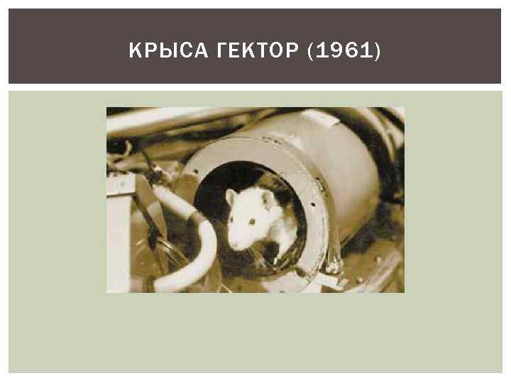 КРЫСА ГЕКТОР (1961) 