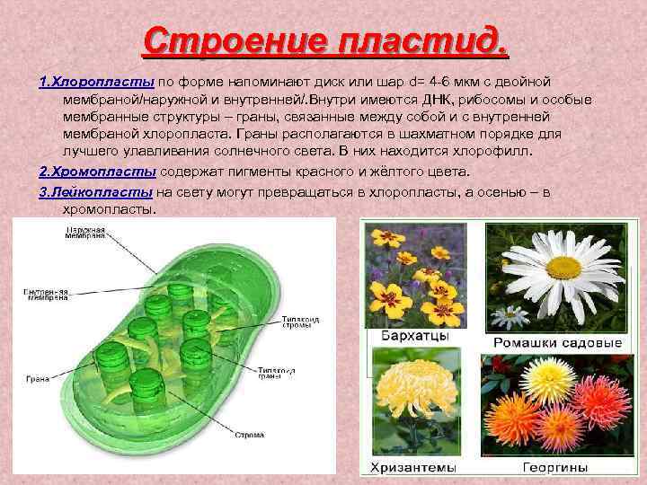 Строение пластид. 1. Хлоропласты по форме напоминают диск или шар d= 4 -6 мкм