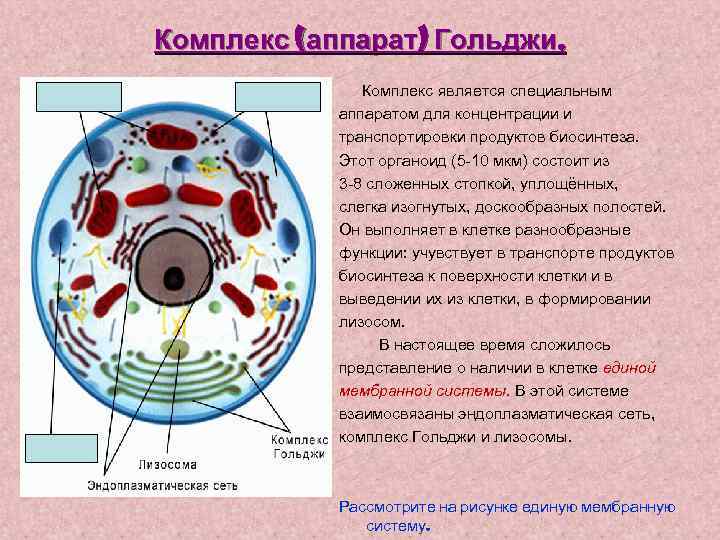 Комплекс (аппарат) Гольджи. Комплекс является специальным аппаратом для концентрации и транспортировки продуктов биосинтеза. Этот