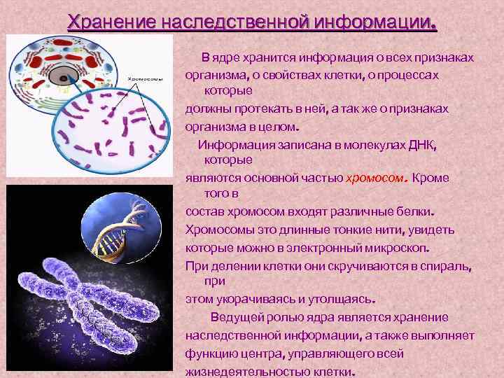 Хранение наследственной информации. В ядре хранится информация о всех признаках организма, о свойствах клетки,