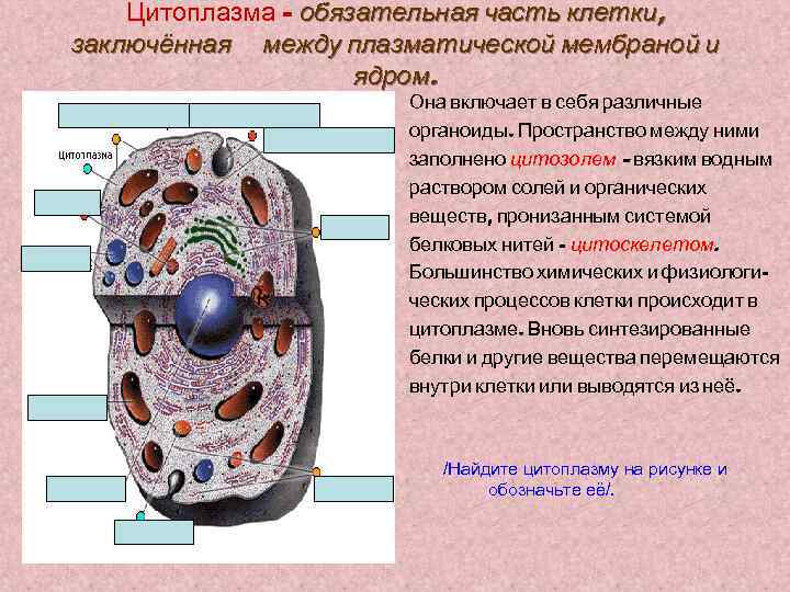 Цитоплазма – обязательная часть клетки, заключённая между плазматической мембраной и ядром. Она включает в