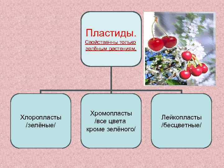 Пластиды. Свойственны только зелёным растениям. Хлоропласты /зелёные/ Хромопласты /все цвета кроме зелёного/ Лейкопласты /бесцветные/