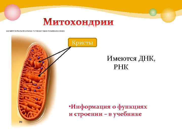 Кристы Имеются ДНК, РНК • Информация о функциях и строении – в учебнике 