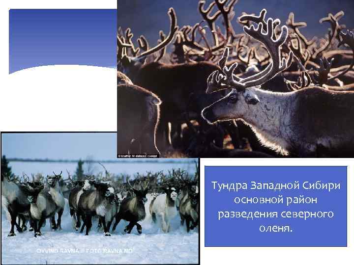 Тундра Западной Сибири основной район разведения северного оленя. 