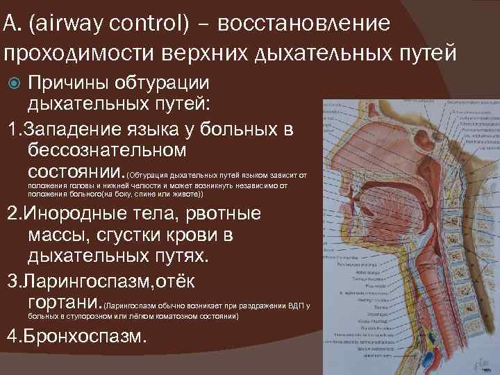 А. (airway соntrol) – восстановление проходимости верхних дыхательных путей Причины обтурации дыхательных путей: 1.