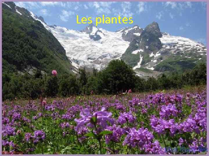 Les plantes 