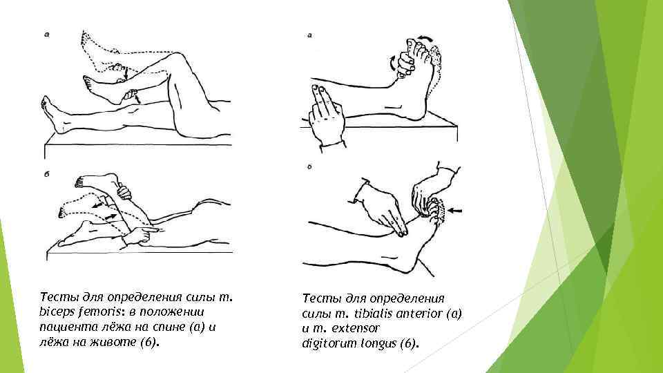 Тесты для определения силы m. biceps femoris: в положении пациента лёжа на спине (а)