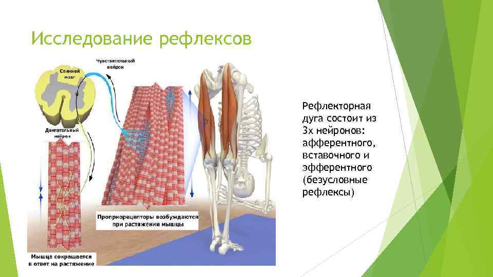 Исследование рефлексов Рефлекторная дуга состоит из 3 х нейронов: афферентного, вставочного и эфферентного (безусловные