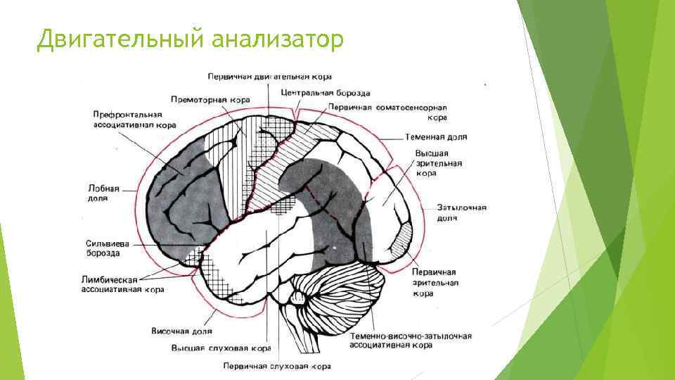 Двигательный анализатор 