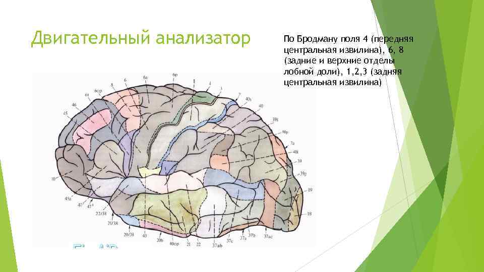 Двигательный анализатор По Бродману поля 4 (передняя центральная извилина), 6, 8 (задние и верхние