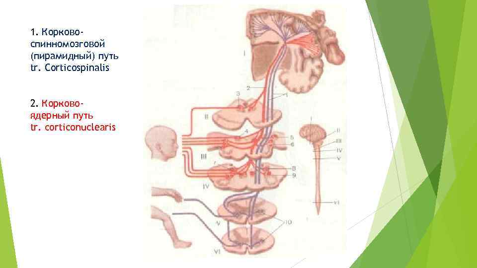 1. Корковоспинномозговой (пирамидный) путь tr. Corticospinalis 2. Корковоядерный путь tr. corticonuclearis 