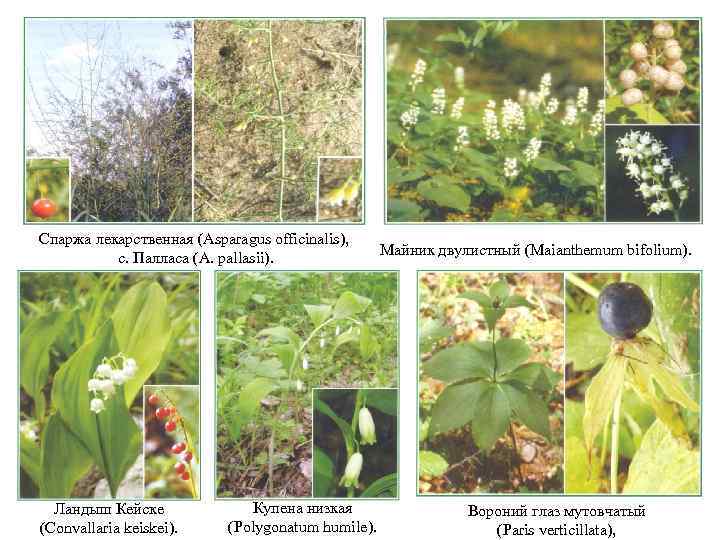 Спаржа лекарственная (Asparagus officinalis), с. Палласа (A. pallasii). Ландыш Кейске (Convallaria keiskei). Купена низкая