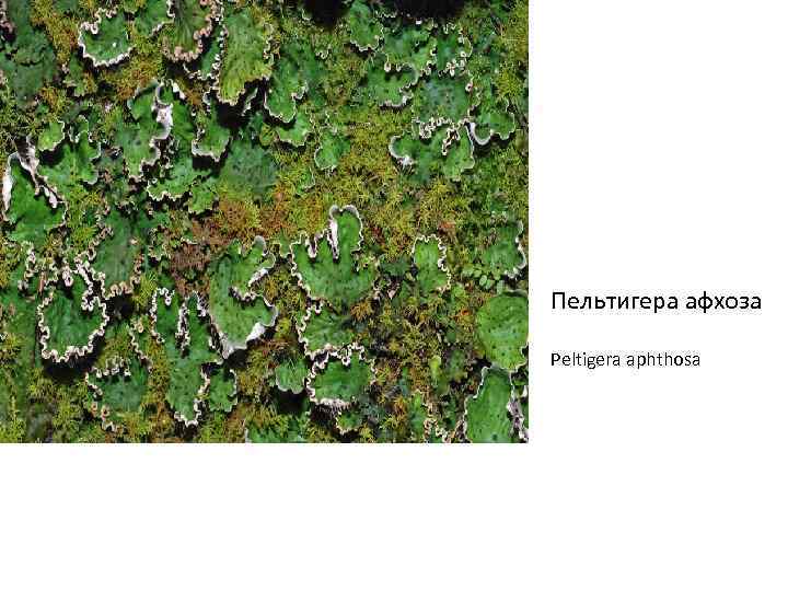 Пельтигера афхоза Peltigera aphthosa 