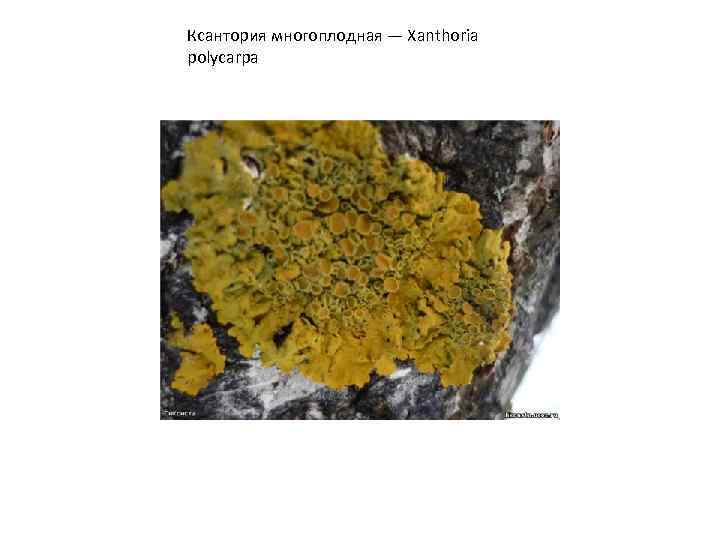 Ксантория многоплодная — Xanthoria polycarpa 