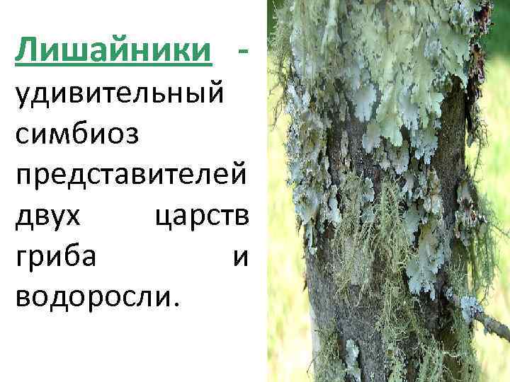 Лишайники - удивительный симбиоз представителей двух царств гриба и водоросли. 