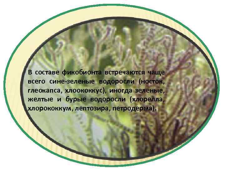 В составе фикобионта встречаются чаще всего сине-зеленые водоросли (носток, глеокапса, хлоококкус), иногда зеленые, желтые