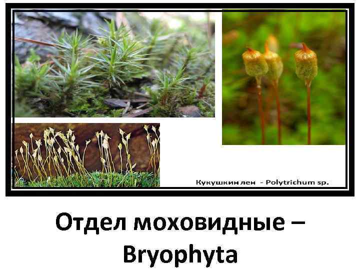 Отдел моховидные – Bryophyta 