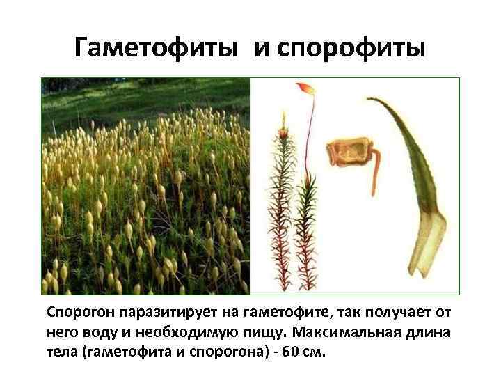 Гаметофиты и спорофиты Спорогон паразитирует на гаметофите, так получает от него воду и необходимую