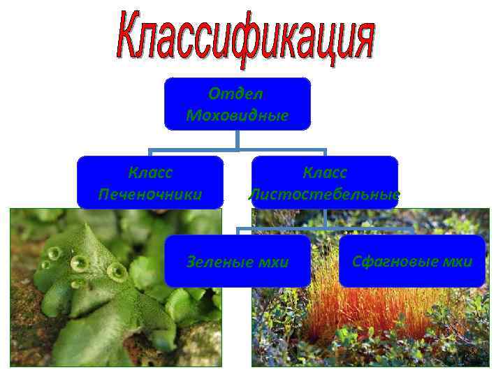 Таблица моховидные 7 класс