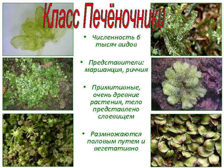  • Численность 6 тысяч видов • Представители: маршанция, риччия • Примитивные, очень древние