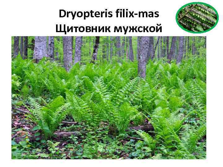 Dryopteris filix-mas Щитовник мужской 