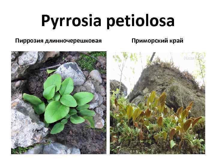 Pyrrosia petiolosa Пиррозия длинночерешковая Приморский край 